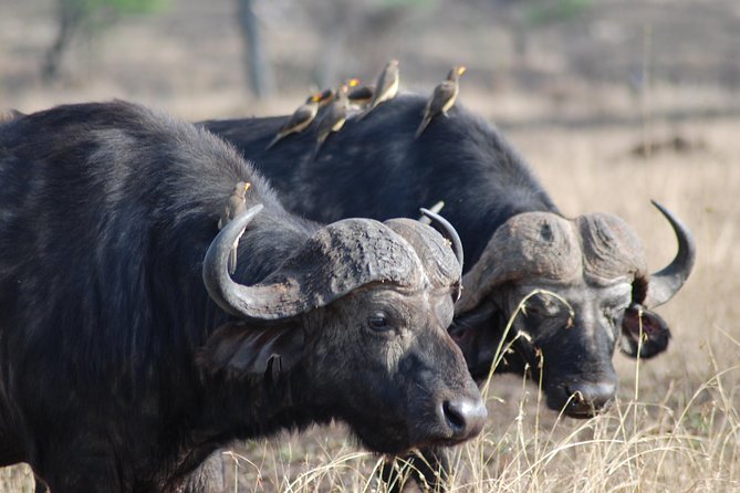 Serengeti Day Trip Safari From Mwanza Tanzania - Participant Information