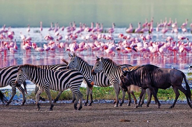 Serengeti & Ngorongoro 3 Days Fly Safari in From Zanzibar - Accessibility and Logistics