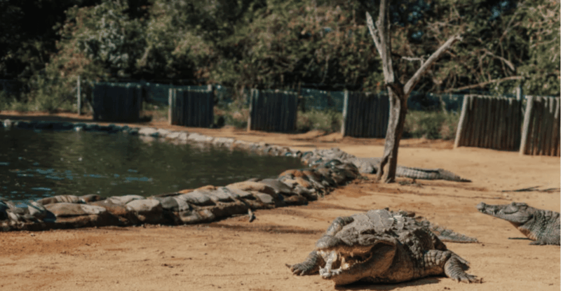 Seronera Croc Farm: 1H Guided Tour - Experience Highlights