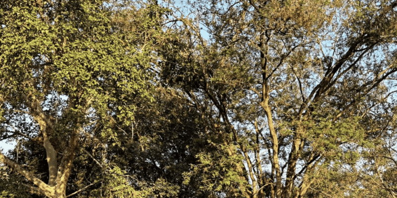 Seronera Croc Farm: 1H Guided Tour - Important Information