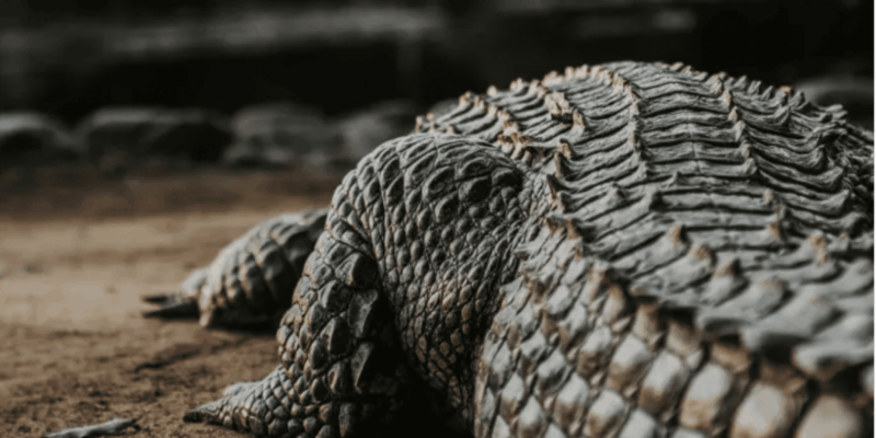 Seronera Croc Farm: 1H Highschool Group Tour - Good To Know
