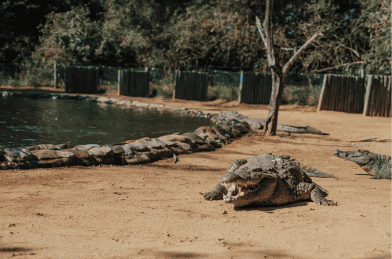 Seronera Croc Farm: 1H Highschool Group Tour - Educational Experience