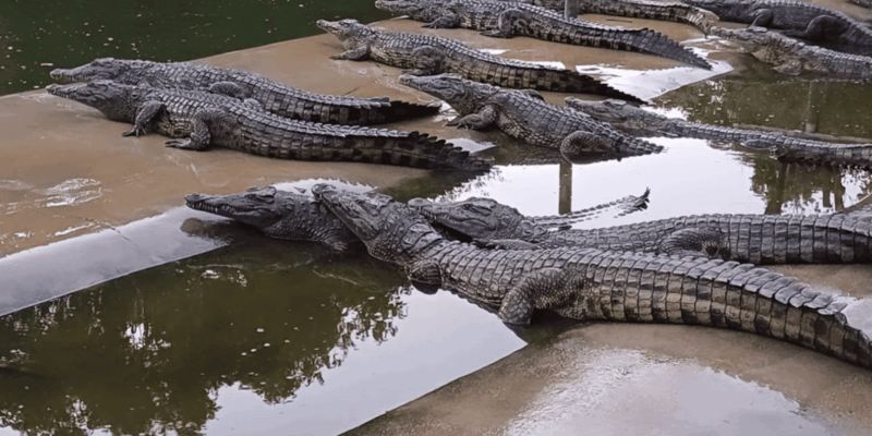 Seronera Croc Farm: 1H Highschool Group Tour - Reflection Session