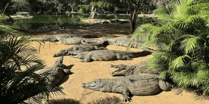 Seronera Croc Farm: 1H Highschool Group Tour - Frequently Asked Questions