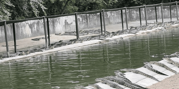 Seronera Croc Farm: 1H Highschool Group Tour - The Sum Up