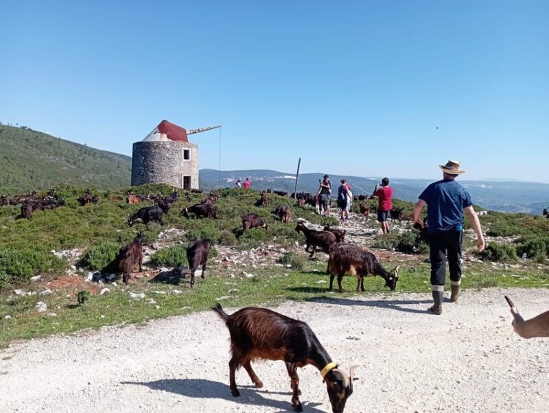 Serra dos Candeeiros : Shepherd for a morning - Key Points