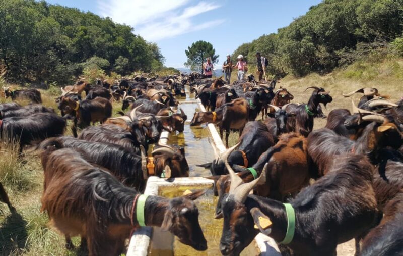Serra dos Candeeiros : Shepherd for a morning - Detailed Itinerary Breakdown