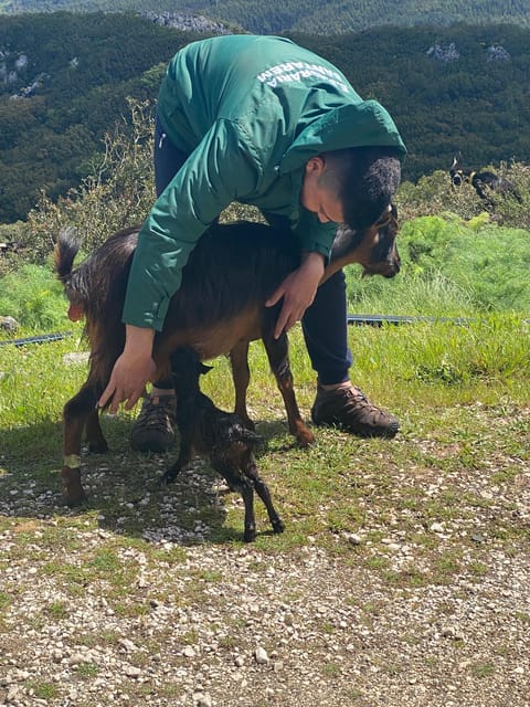 Serra dos Candeeiros : Shepherd for a morning - Final Thoughts