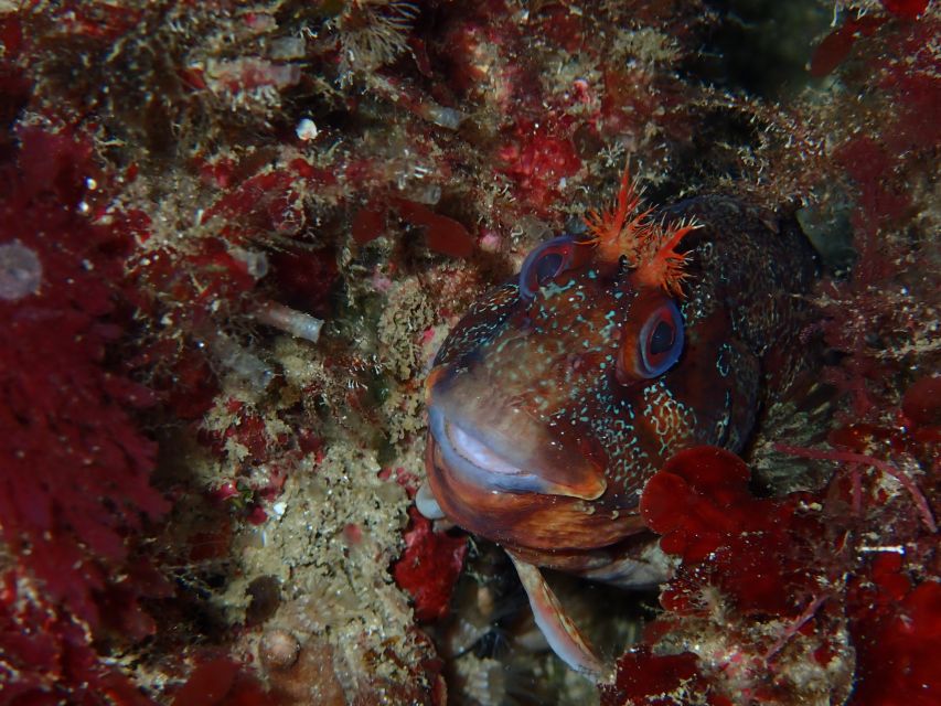 Sesimbra: Arrábida Marine Reserve Scuba Diving Experience - Observing Marine Life