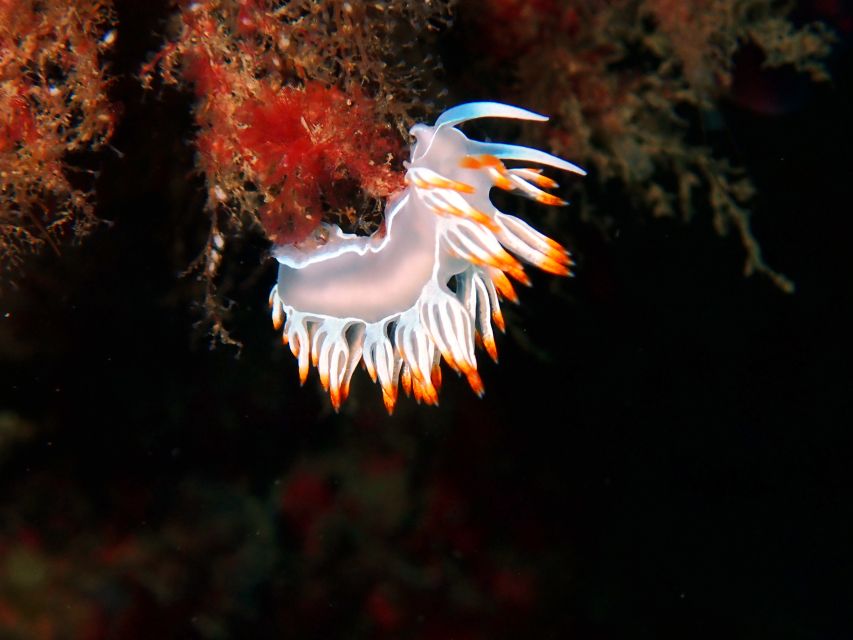 Sesimbra: Arrábida Marine Reserve Scuba Diving Experience - Meeting Point and Directions