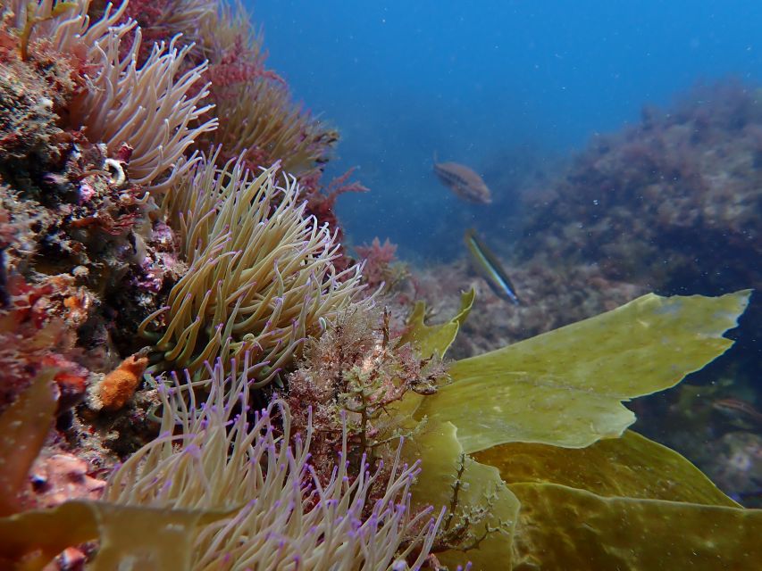 Sesimbra: Arrábida Marine Reserve Scuba Diving Experience - Frequently Asked Questions