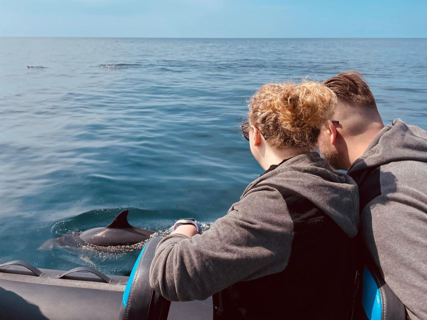 Sesimbra: Arrábida Natural Park Dolphin Watching With Biologist - Key Points