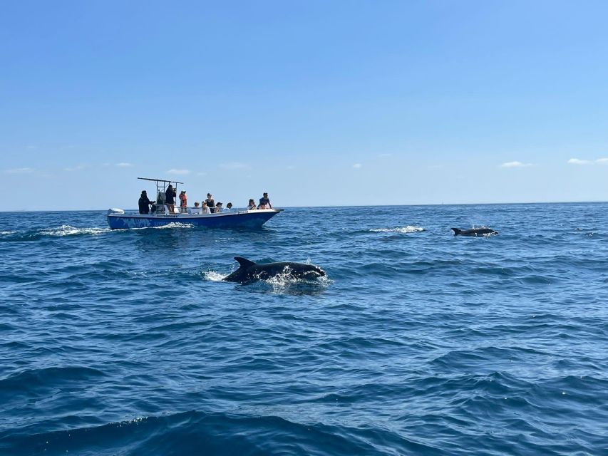 Sesimbra: Arrábida Natural Park Dolphin Watching With Biologist - Wildlife Observation and Migratory Birds