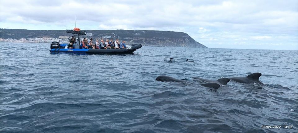 Sesimbra: Arrábida Natural Park Dolphin Watching With Biologist - Exploring Sesimbra Coastline Treasures