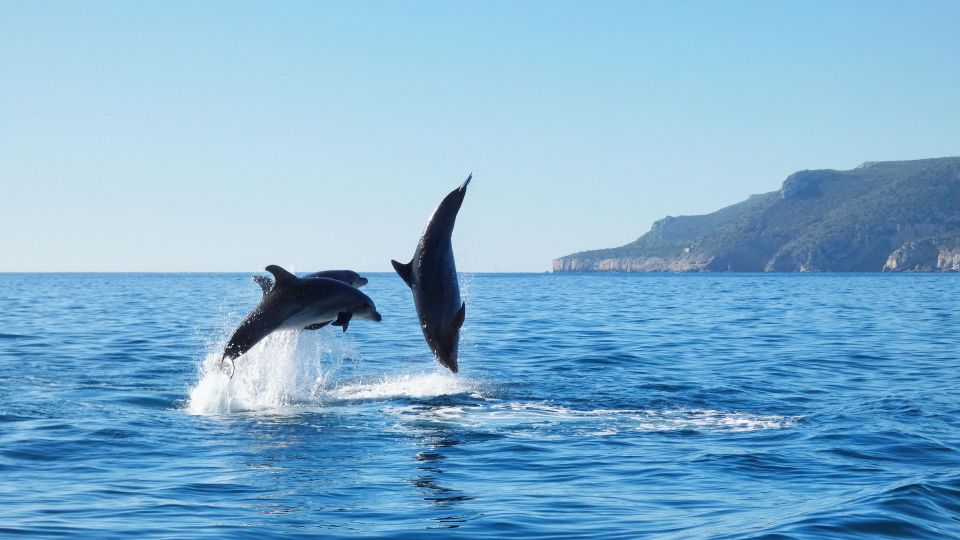 Sesimbra: Arrábida Natural Park Dolphin Watching With Biologist - Typical Drink From the Region