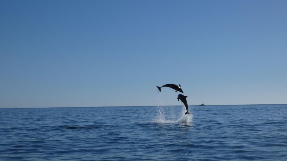 Sesimbra: Arrábida Natural Park Dolphin Watching With Biologist - Inclusions and Exclusions of Activity