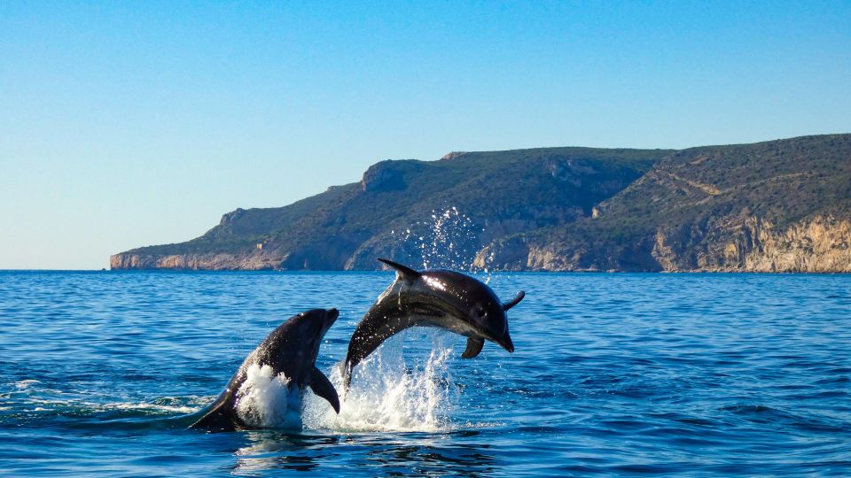 Sesimbra: Arrábida Natural Park Dolphin Watching With Biologist - Meeting Point and Departure Location