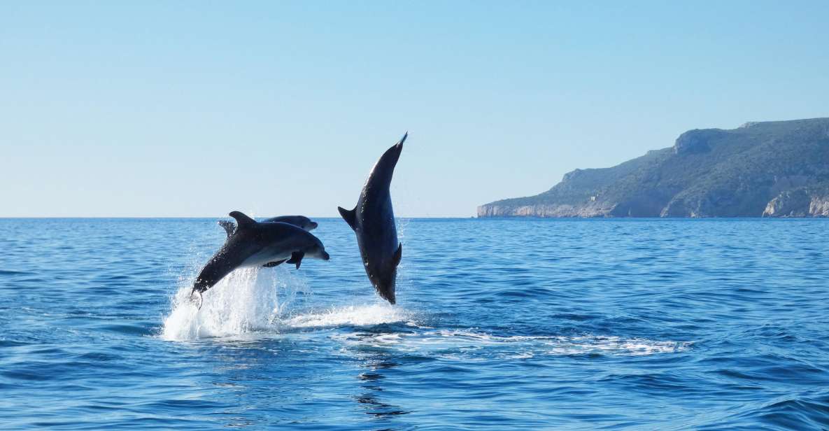 Sesimbra: Arrábida Natural Park Dolphin Watching With Biologist - Frequently Asked Questions