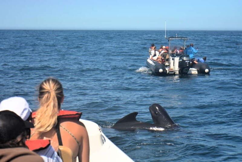 Sesimbra: Dolphin and Whales Watching with Biologist Guide - What Makes This Tour Stand Out?
