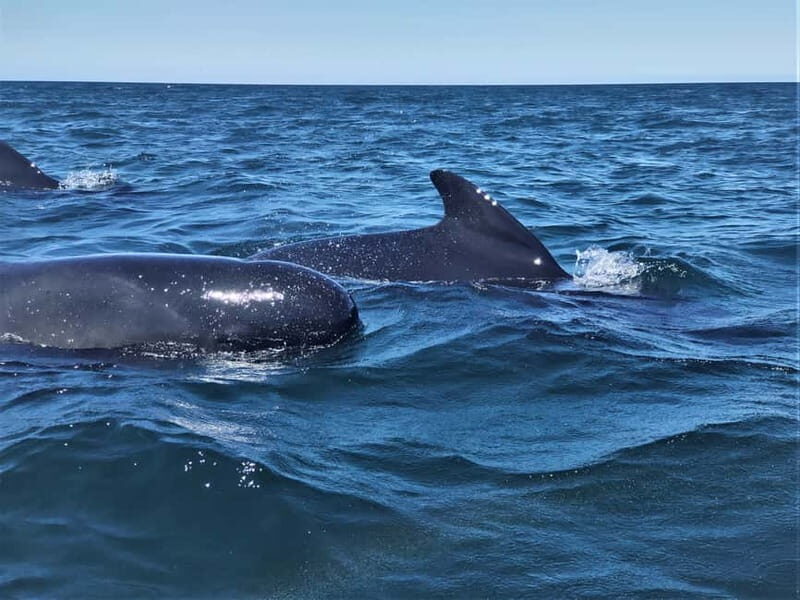 Sesimbra: Dolphin and Whales Watching with Biologist Guide - Pricing and Value