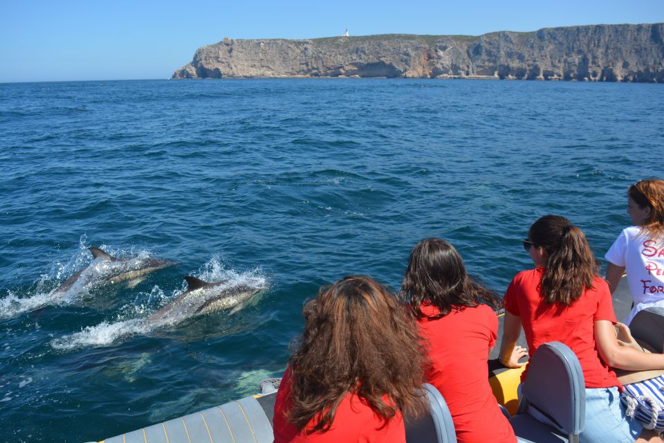 Sesimbra: Dolphin Watching Boat Tour With Biologist Guide - Memorable Photographic Moments