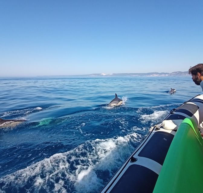 Sesimbra: Dolphin Watching Boat Tour With Biologist Guide - Snorkeling and Swimming