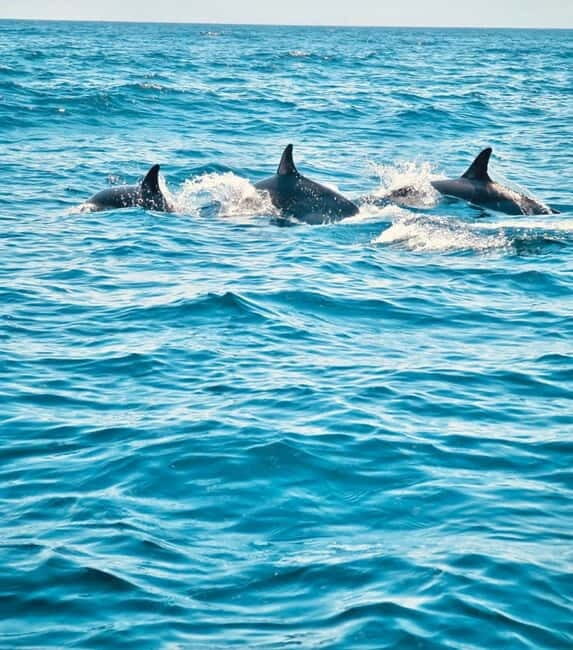 Sesimbra: Dolphin Watching Boat Trip - An In-Depth Look at the Experience