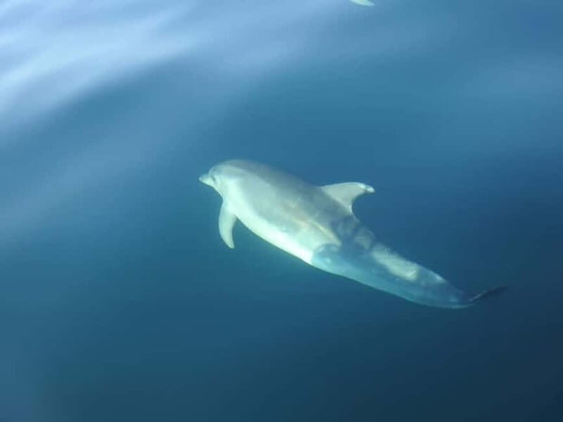 Sesimbra: Dolphin Watching Boat Trip - The Sum Up: Is It Worth It?