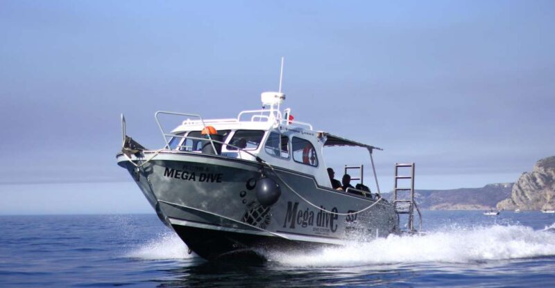 Sesimbra: Dolphin Watching with a marine biologist - An Overview of the Experience