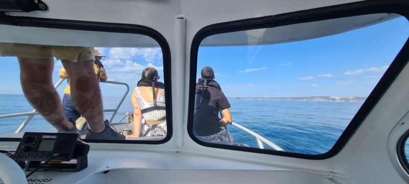 Sesimbra: Dolphin Watching with a marine biologist - Who Will Love This Tour?