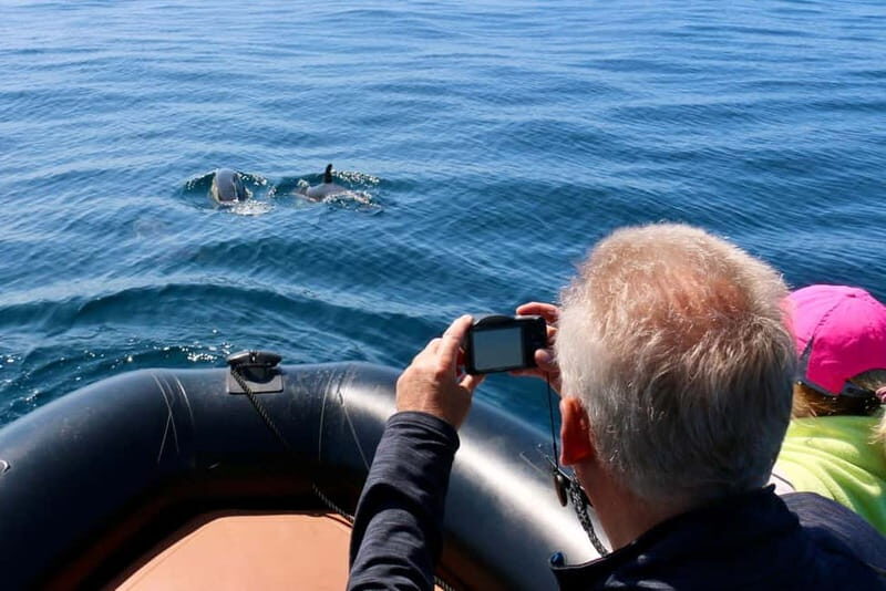 Sesimbra: Dolphin watching with marine biologist - A Detailed Look at the Experience  