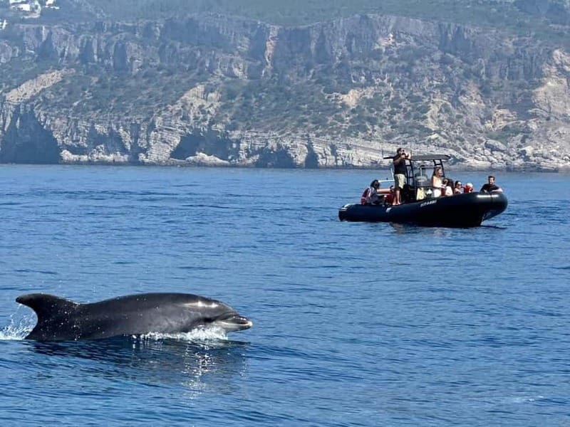 Sesimbra: Dolphin watching with marine biologist - Why This Tour Works for Different Travelers  