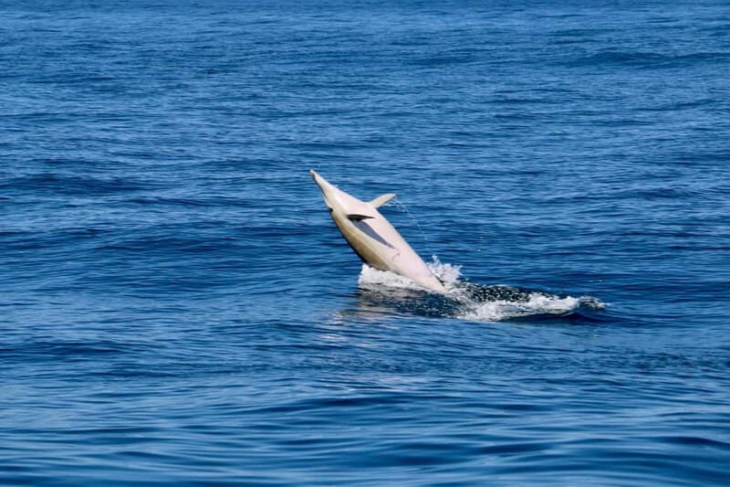 Sesimbra: Dolphin watching with marine biologist - FAQ  