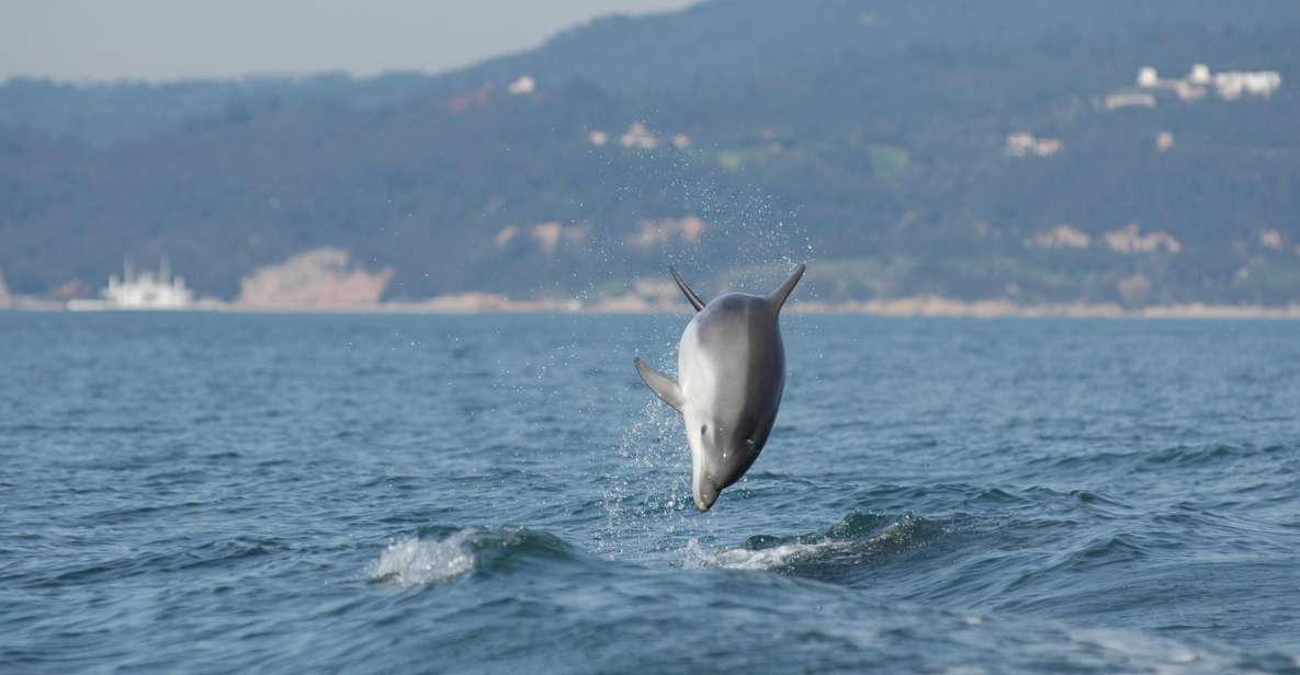 Sesimbra: Eco-friendly Dolphin Watching Tour - Included in the Tour