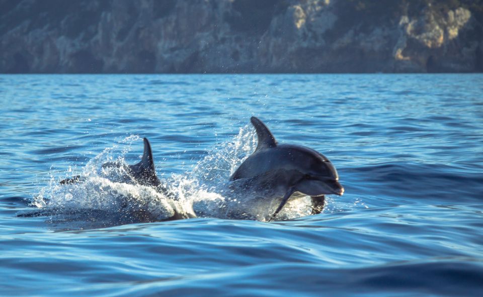 Sesimbra: Guided Dolphin Watching in Arrábida Natural Park - Key Points