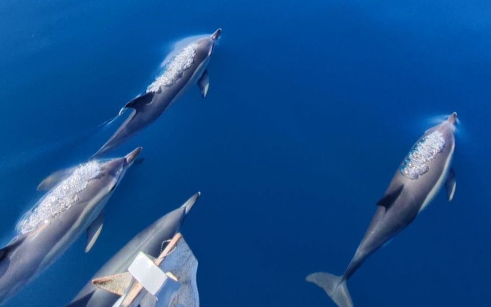 Sesimbra: Guided Dolphin Watching in Arrábida Natural Park - Experience Highlights
