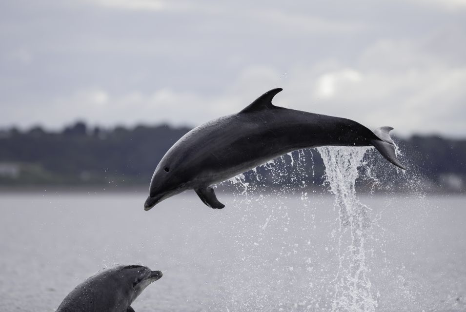 Sesimbra: Guided Dolphin Watching in Arrábida Natural Park - Important Information