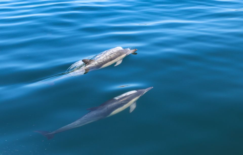 Sesimbra: Guided Dolphin Watching in Arrábida Natural Park - Customer Reviews