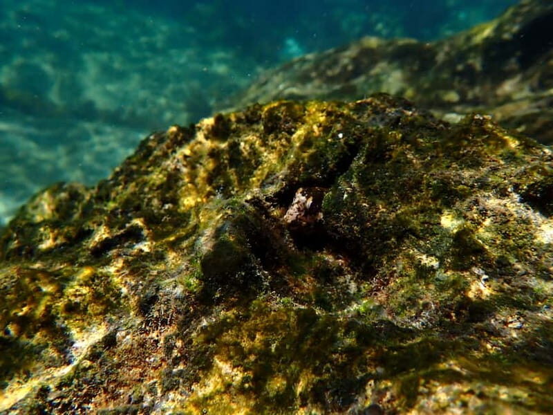 Sesimbra: Kayaking & Snorkeling Tour with photos included - The Experience Beyond the Water