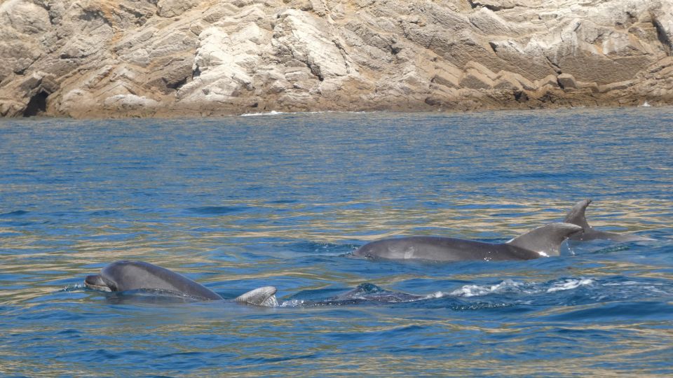 Sesimbra: Private Dolphin Watching Tour Arrábida Natural Park - Inclusions
