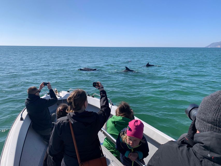 Sesimbra: Private Dolphin Watching Tour Arrábida Natural Park - Guided by a Marine Biologist