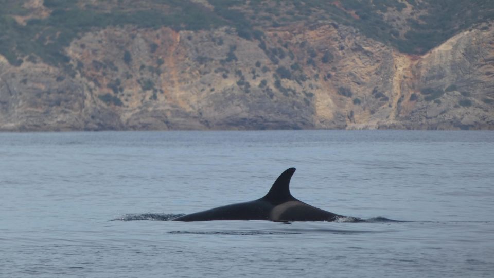 Sesimbra: Private Dolphin Watching Tour Arrábida Natural Park - Cancellation & Refund Policy