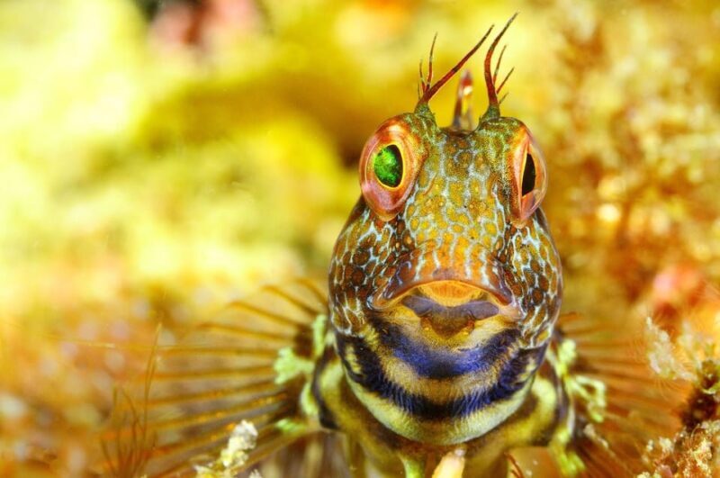 Sesimbra: Scuba Diving Experience for Beginners - FAQ