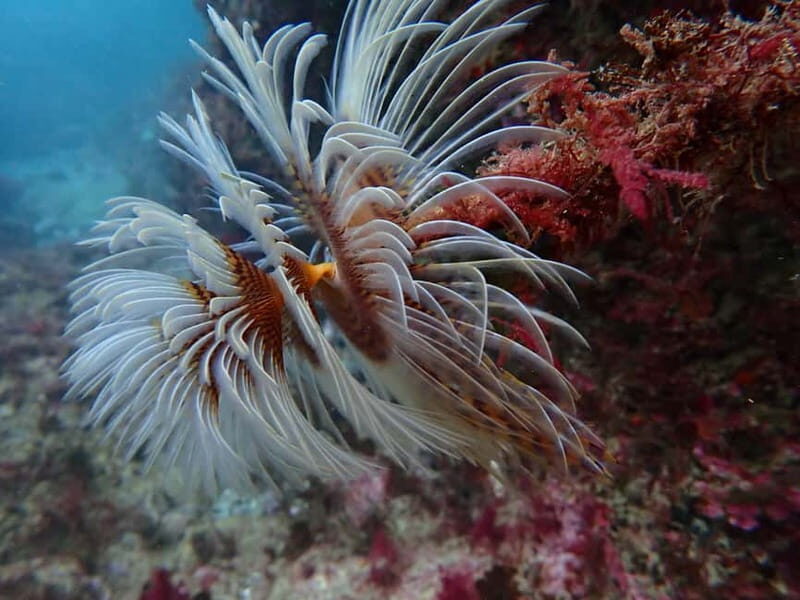 Sesimbra: Scuba Diving Experience with photos included - The Value of This Experience