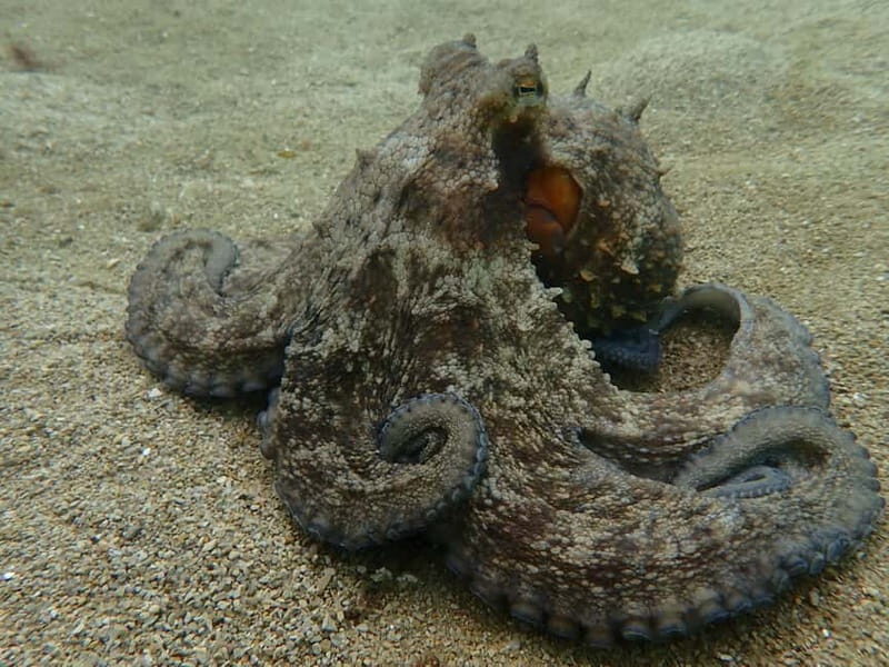 Sesimbra: Scuba Diving Experience with photos included - Who Should Consider This Tour?