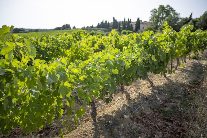 Sete: Private Wine and Oyster Tour With Tastings - Tour Highlights
