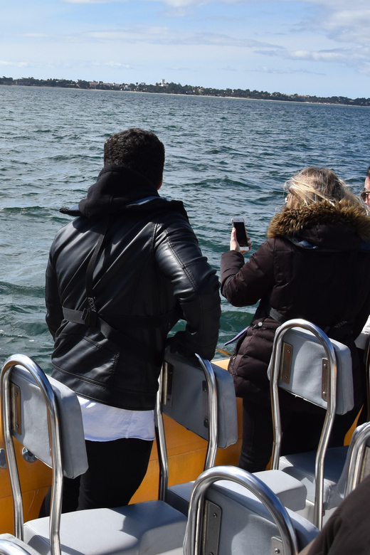 Setúbal and Tróia: Dolphin Watching and Arrábida Bays - Key Points