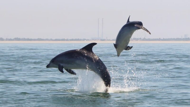Setúbal and Tróia: Dolphin Watching and Arrábida Bays - Who Should Consider This Tour?