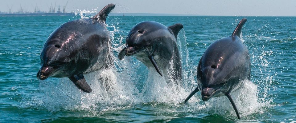 Setúbal: Dolphin Watching - Booking Information