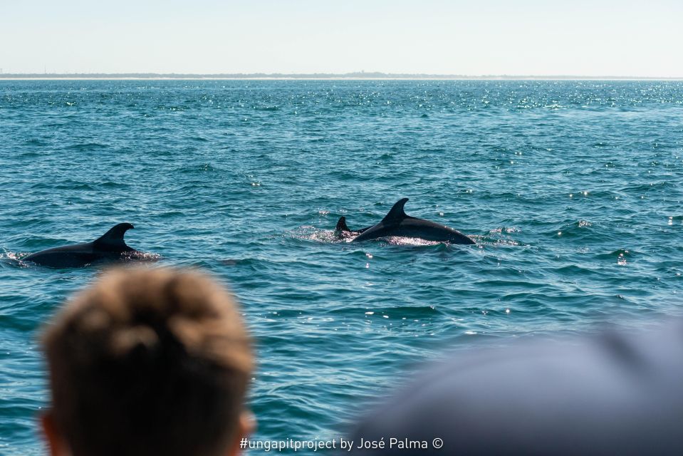 Setúbal: Dolphin Watching - Logistics